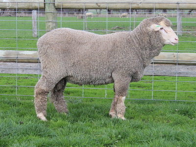 Urangara Merino Stud