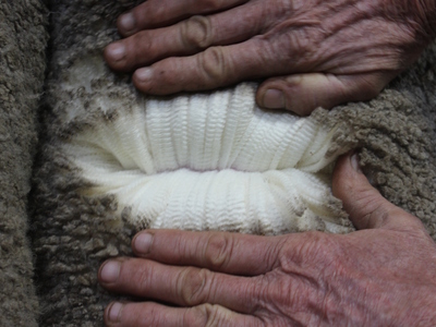 Urangara Merino Stud