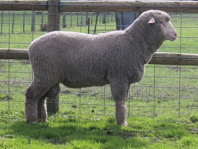 Urangara Merino Stud