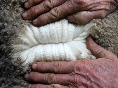 Urangara Merino Stud