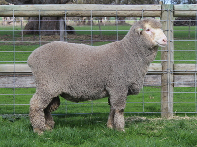 Urangara Merino Stud