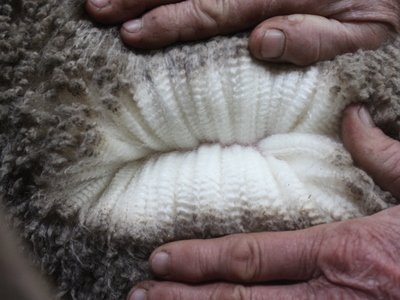 Urangara Merino Stud