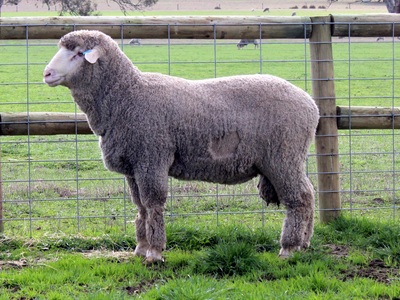 Urangara Merino Stud