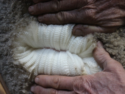 Urangara Merino Stud