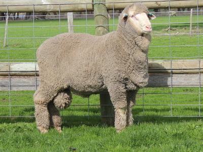 Urangara Merino Stud