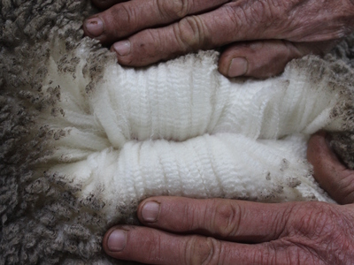 Urangara Merino Stud