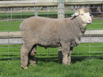 Urangara Merino Stud