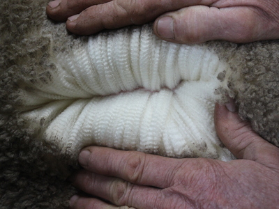 Urangara Merino Stud