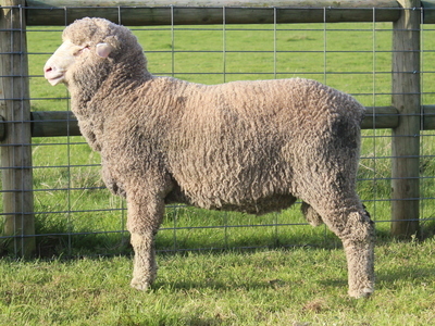 Urangara Merino Stud
