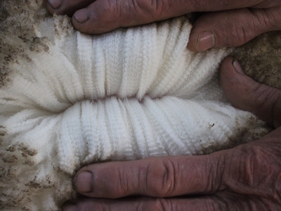 Urangara Merino Stud