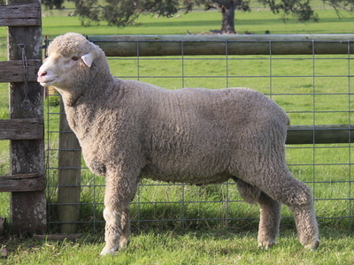 Urangara Merino Stud