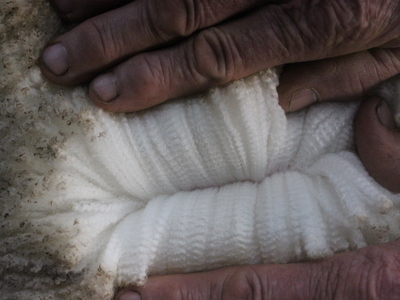 Urangara Merino Stud