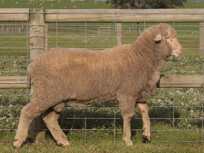 Urangara Merino Stud