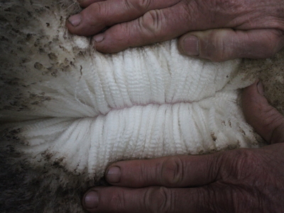 Urangara Merino Stud