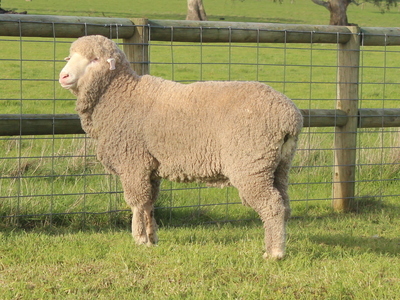 Urangara Merino Stud