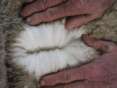 Urangara Merino Stud