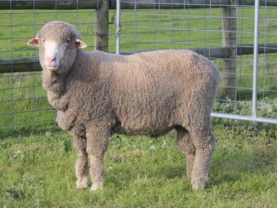 Urangara Merino Stud