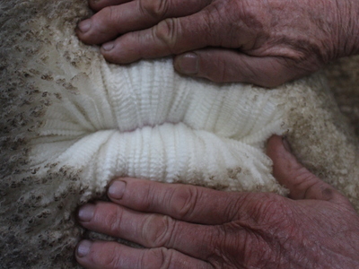 Urangara Merino Stud