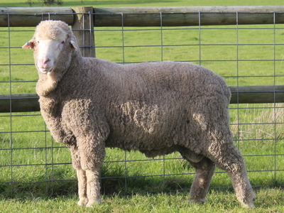 Urangara Merino Stud
