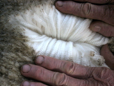 Urangara Merino Stud