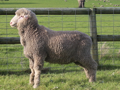Urangara Merino Stud