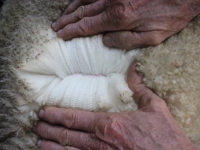Urangara Merino Stud